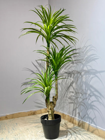 Dracaena Marginata (Dragon Tree)
