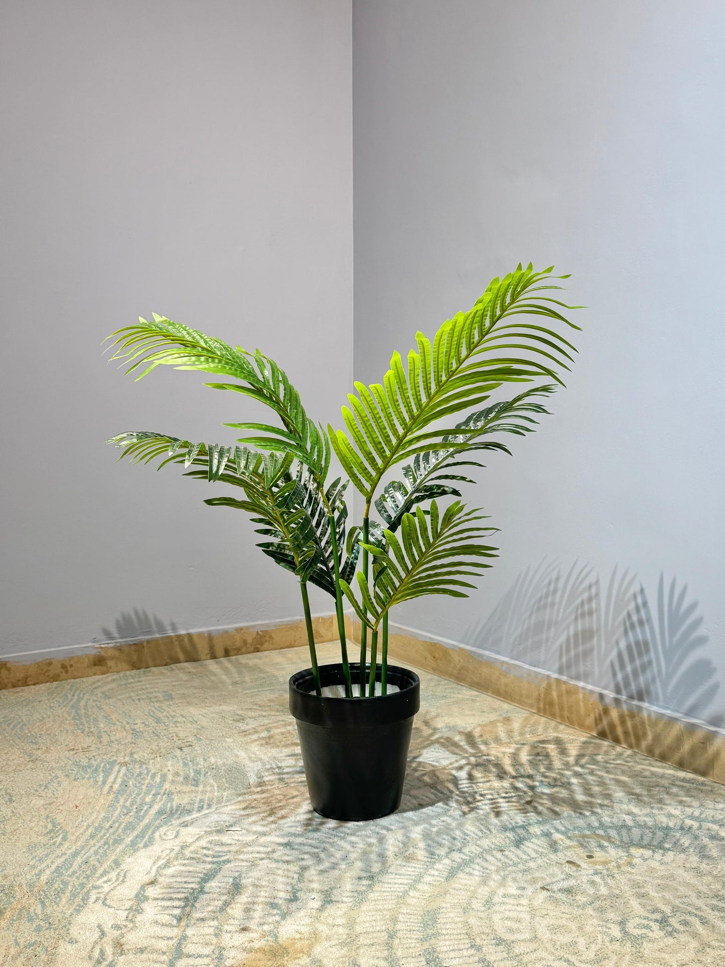 Areca Palm Plant