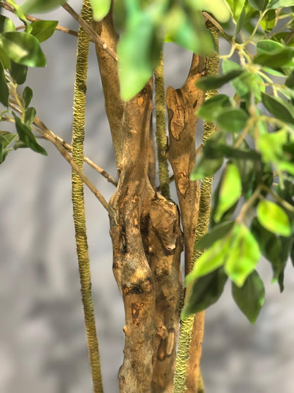 Ficus macrocarpa Plant